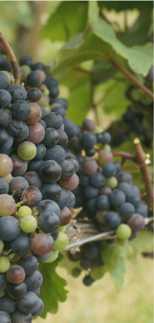 Image of a bunch of grapes