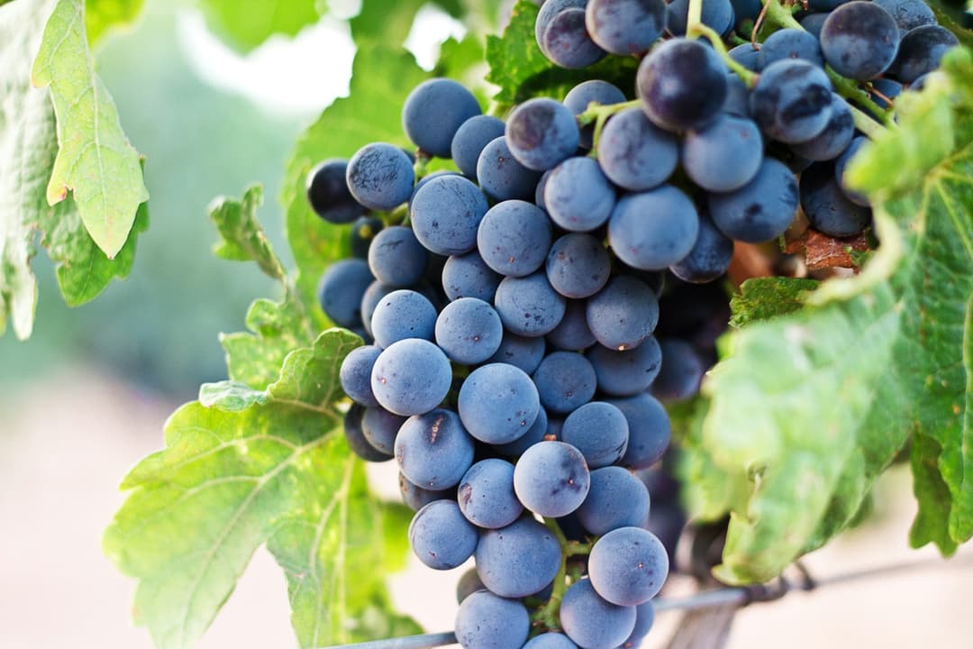Image of red wine grapes